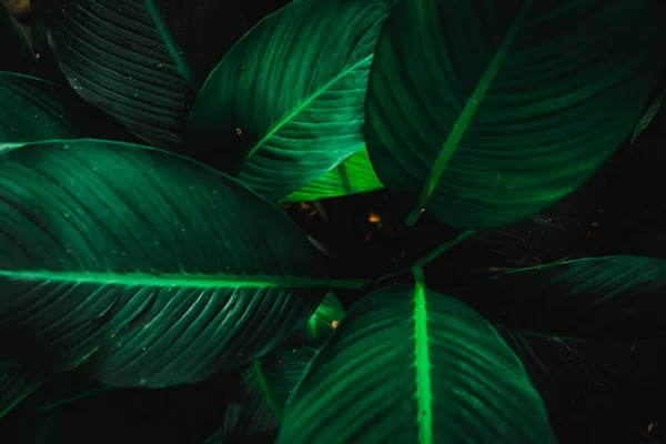 Szelektív Fókusz Zárt Trópusi Nyári Zöld Levél Háttér Napfény — Stock Fotó