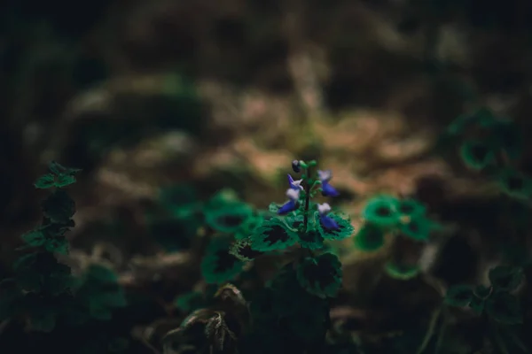 Focus Selettivo Chiuso Tropicale Estate Verde Foglia Sfondo Con Luce — Foto Stock