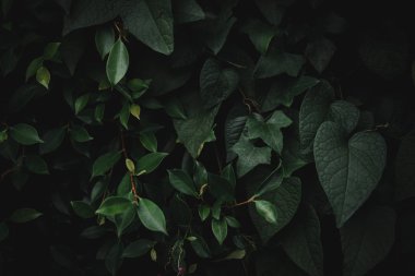 Seçici odak tropikal yaz yeşil yaprak arka plan koyu renk tonu ile kapalı