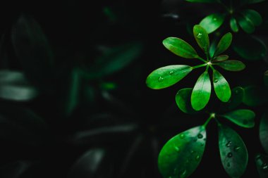 Seçici odak tropikal yaz yeşil yaprak arka plan koyu renk tonu ile kapalı