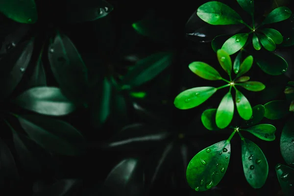 Вибірковий Фокус Закритий Тропічний Літній Зелений Фон Темним Кольором — стокове фото