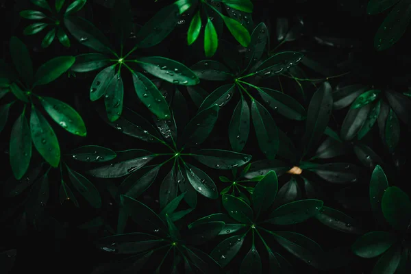 Вибірковий Фокус Закритий Тропічний Літній Зелений Фон Темним Кольором — стокове фото