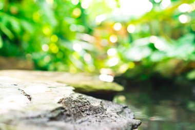 Seçici odak, güneş ışığıyla tropikal yaz yeşil yaprak arka planını kapattı.