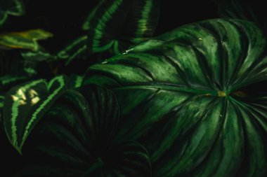 Seçici odak, güneş ışığıyla tropikal yaz yeşil yaprak arka planını kapattı.