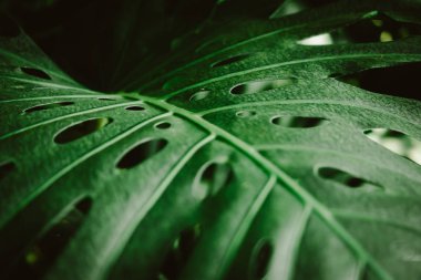 Seçici odak, güneş ışığıyla tropikal yaz yeşil yaprak arka planını kapattı.