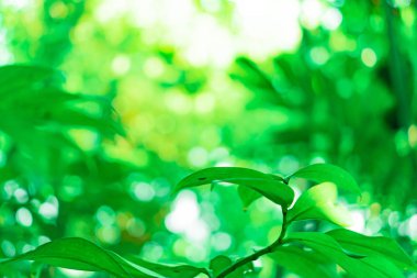 Seçici odak, güneş ışığıyla tropikal yaz yeşil yaprak arka planını kapattı.