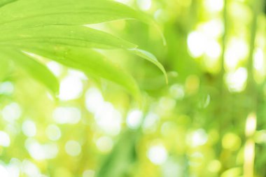 Seçici odak, güneş ışığıyla tropikal yaz yeşil yaprak arka planını kapattı.