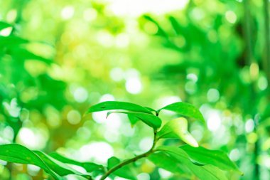 Seçici odak, güneş ışığıyla tropikal yaz yeşil yaprak arka planını kapattı.