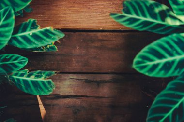 Ahşap tahta koyu yeşil yaprak çerçeve kopyalama alanı arka plan doku olarak kullanarak rengi.