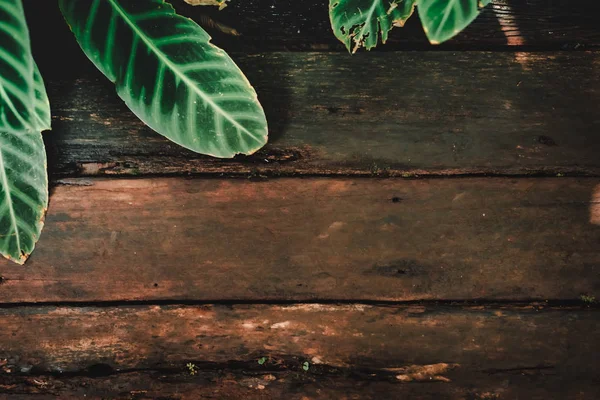 Träskiva Mörk Ton Färg Med Grönt Blad Ram Med Som — Stockfoto