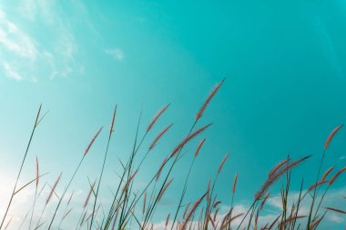 Seçici odak beyaz çim mavi gökyüzü doğa arka plan ile.