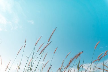 Seçici odak beyaz çim mavi gökyüzü doğa arka plan ile.