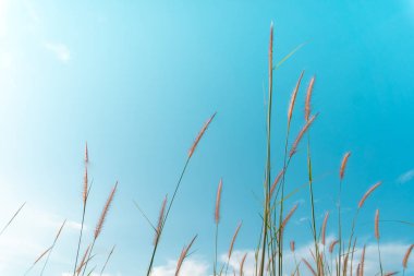 Seçici odak beyaz çim mavi gökyüzü doğa arka plan ile.