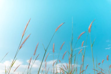 Seçici odak beyaz çim mavi gökyüzü doğa arka plan ile.