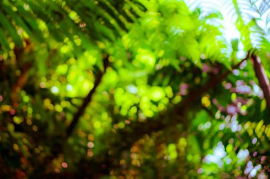 Yeşil doğa güneş ışığı soyut arkaplan bokeh renkli. Klasik pastel renk tonu.