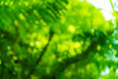 Yeşil doğa güneş ışığı soyut arkaplan bokeh renkli. Klasik pastel renk tonu.