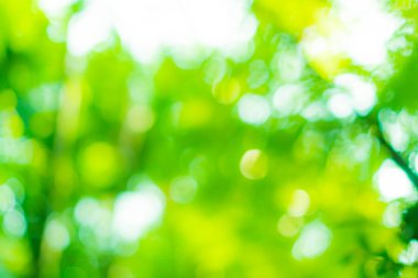 Yeşil doğa güneş ışığı soyut arkaplan bokeh renkli. Klasik pastel renk tonu.