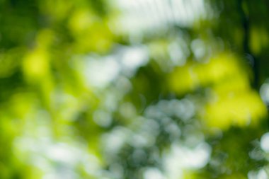 Yeşil doğa güneş ışığı soyut arkaplan bokeh renkli. Klasik pastel renk tonu.