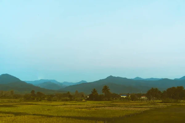 绿黄自然稻田阳光与棕榈树蓝天背景 — 图库照片