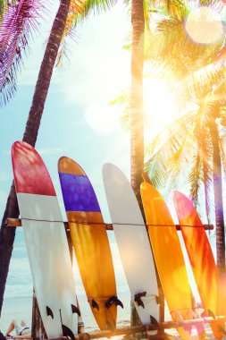 Yaz plajında hindistan cevizi ağaçlarının yanında sörf tahtaları var. Güneş ışığı ve mavi gökyüzü arka planı var..
