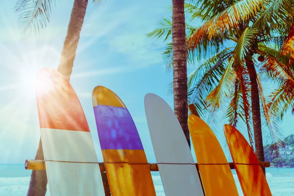 Many surfboards beside coconut trees at summer beach with sun light and blue sky background.