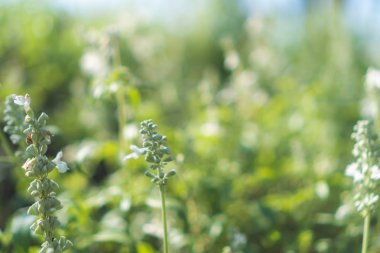 Güzel renkli çiçeklerin seçici odak noktası yaz bokeh arkaplanı. Klasik renk tarzı..