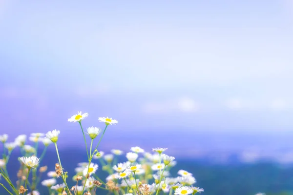 Selektive Fokus Der Schönen Bunten Blumen Mit Sommer Bokeh Background — Stockfoto