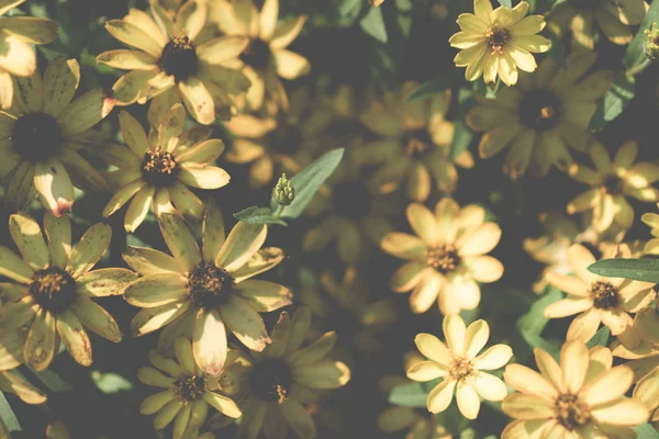 Güzel renkli çiçeklerin seçici odak noktası yaz bokeh arkaplanı. Klasik renk tarzı..