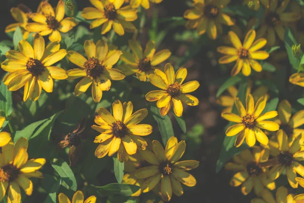 Selektywny Ostrość Piękne Kolorowe Kwiaty Letnim Bokeh Tła Vintage Stylu — Zdjęcie stockowe