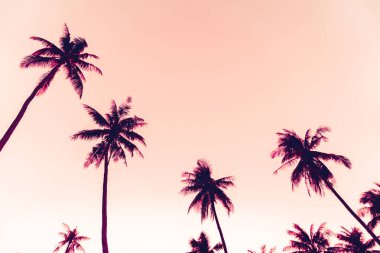 Günbatımında tropik hindistan cevizi ağaçları gökyüzü arka planında.