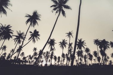 Günbatımında tropik hindistan cevizi ağaçları gökyüzü arka planında.