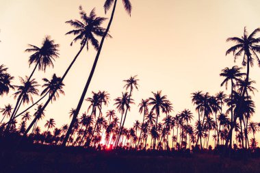 Günbatımında tropik hindistan cevizi ağaçları gökyüzü arka planında.