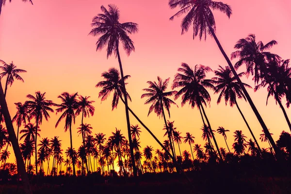 Palme Cocco Tropicali Sul Tramonto Cielo Natura Sfondo — Foto Stock