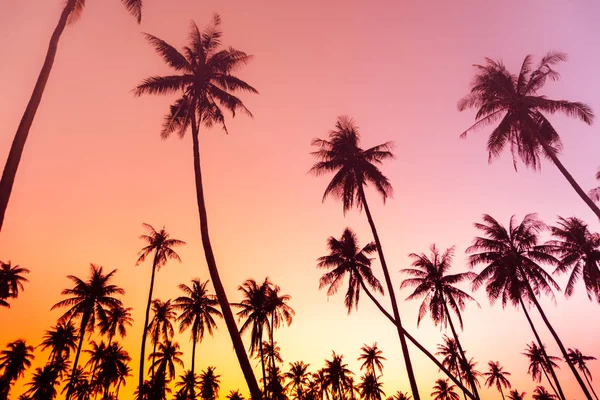 Palme Cocco Tropicali Sul Tramonto Cielo Natura Sfondo — Foto Stock