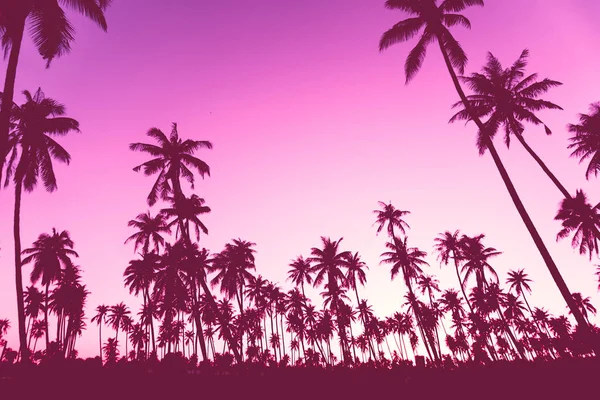 Tropical Palm Coconut Trees Sunset Sky Nature Background — Stock Photo, Image