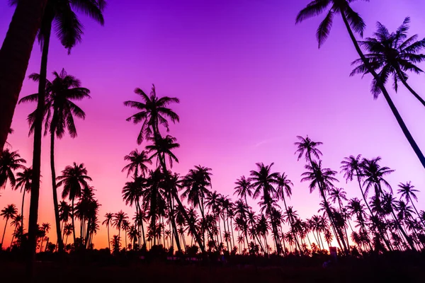 Tropische Palmen Kokospalmen Sonnenuntergang Himmel Natur Hintergrund — Stockfoto