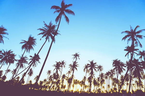 Tropische Palmen Kokospalmen Sonnenuntergang Himmel Natur Hintergrund — Stockfoto