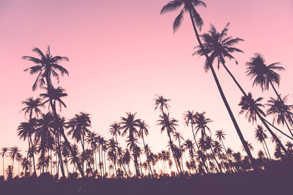 Palme Cocco Tropicali Sul Tramonto Cielo Natura Sfondo — Foto Stock