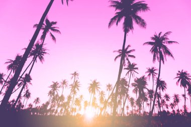 Günbatımında tropik hindistan cevizi ağaçları gökyüzü arka planında.