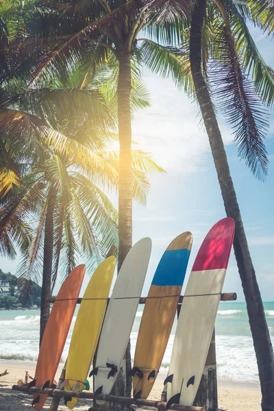 Muchas Tablas Surf Junto Cocoteros Playa Verano Con Luz Solar —  Fotos de Stock