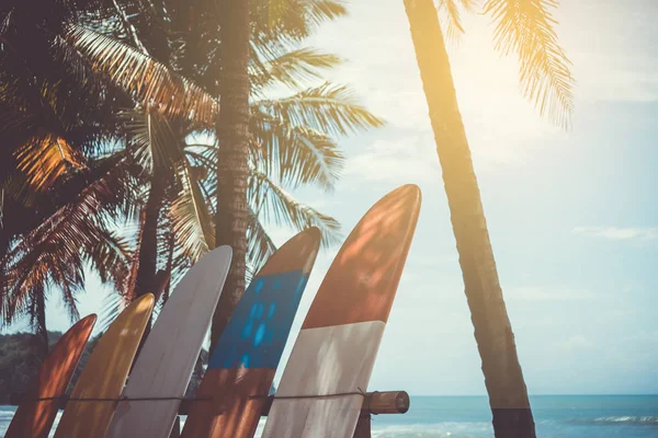 Wiele Desek Surfingowych Obok Drzew Kokosowych Letniej Plaży Słońcem Błękitnym — Zdjęcie stockowe