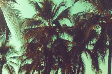 Siluet Hindistan cevizi hurma ağaçları ile günbatımı ve flare gökyüzü arka plan.