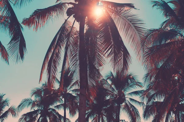 Силуэт кокосовые пальмы с закатом и вспышки неба фоне . — стоковое фото