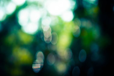 Seçici yeşil doğa yaprak güneş ışığı bokeh arka plan ile. Vintage renk tonu stili.