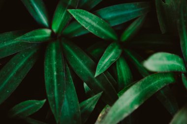 Yaprak yeşil arka plan bulanıklık kapalı.