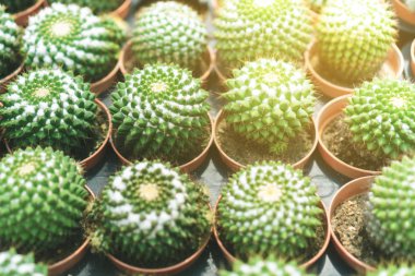 Seçici odak yeşil evde kaktüs birçok tür.