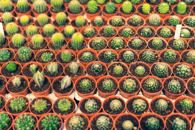 Seçici odak yeşil evde kaktüs birçok tür.