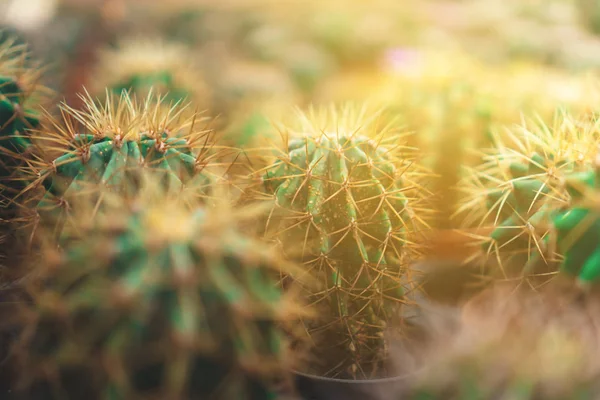Selektywne skupienie wielu typów kaktusów w zielonym domu. — Zdjęcie stockowe