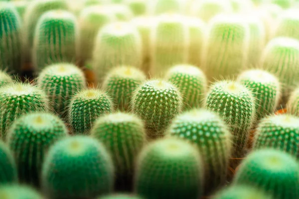 Enfoque selectivo muchos tipos de cactus en invernadero . —  Fotos de Stock