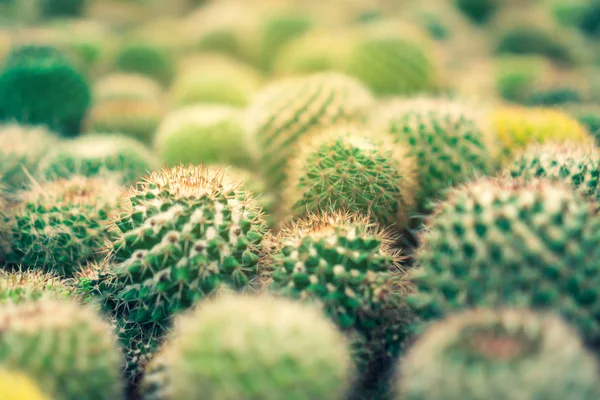 Enfoque selectivo muchos tipos de cactus en invernadero . —  Fotos de Stock